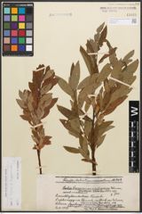 Foto von Salix caprea L. x Salix lapponum L.